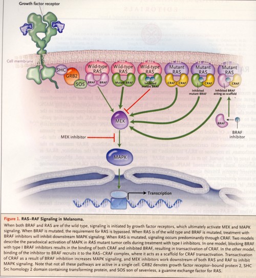 BRAF阻害剤と発癌の図.jpg