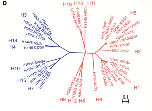 インフルエンザウイルスHAの分類図.jpg