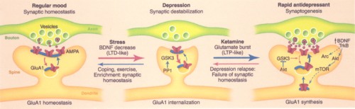 ケタミンによるシナプス増加の図.jpg