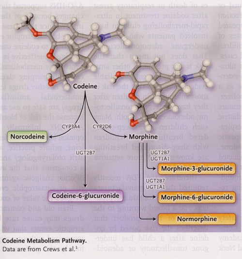 コデインの代謝の図.jpg