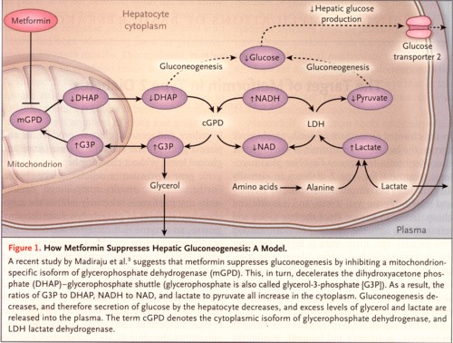 メトホルミンの作用メカニズムの図.jpg