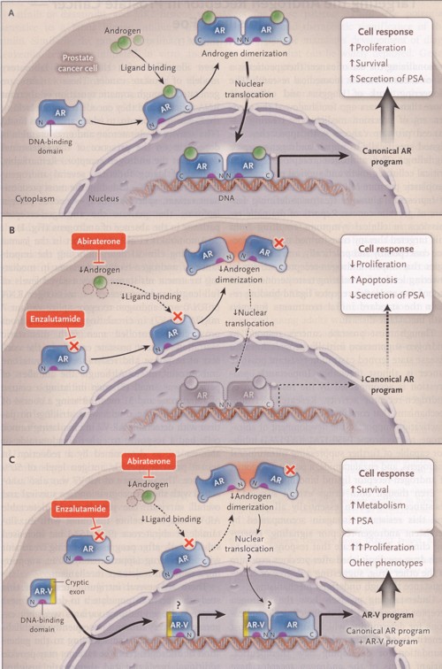 前立腺がんの治療抵抗性のメカニズムの図.jpg