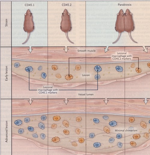 動脈硬化のネズミの実験解説の図.jpg
