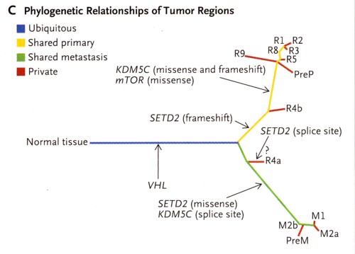 腫瘍の多様性樹形図.jpg