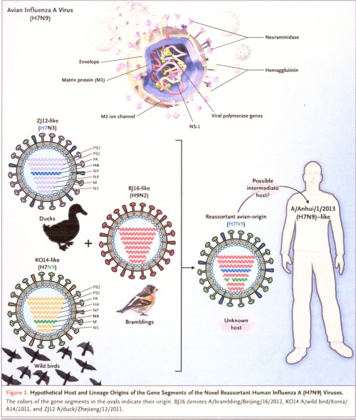 H7N9ウイルスの構造.jpg