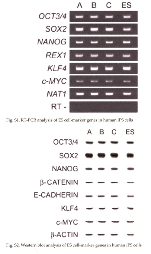 PCRとWBの捏造.jpg